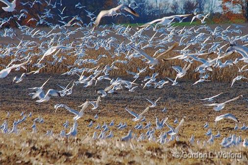 Horde Of Gulls_22912.jpg - A horde of seagulls in a feeding frenzy over a newly plowed field. Photographed near Lindsay, Ontario Canada.